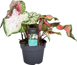 Plant in a Box - Caladium Carnaval - Exotische kamerplant - Pot 17cm - Hoogte 40-50cm