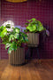 Capi Europe - Vaas cilinder Groove NL - 35x38 - Antraciet - Opening Ø29 - Bloempot voor binnen en buiten - Levenslang garantie - Breukbestendig - 100% Recyclebaar - CO2 Neutraal geproduceerd - KGVZ882