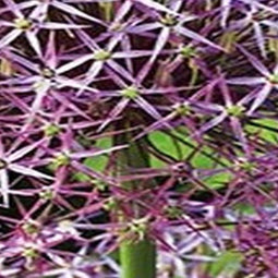 5 stuks - JUB - Allium christophii 2 bollen