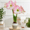 Plant in a Box - Amaryllis - Set van 2 - Hippeastrum - Bloembollen - Roze & witte bloemen