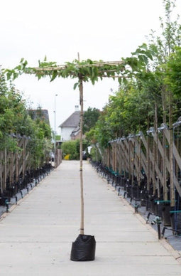 Moerbei vierkant dak - Morus alba ‘ Macrophylla' 210 cm stamhoogte (6 - 10 cm stamomtrek)