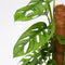 Plant in a Box - Monstera Monkey Mask - Mosstok - Rimpelgatenplant - Groene kamerplant - Pot 16cm - Hoogte 60-70cm