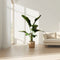 Plant in a Box - Musa Cavendish - Set van 2 kamerplanten - Dwarf Cavendish - Pot 21cm - Hoogte 90-100cm
