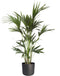 Kentia Palm in ELHO b.for soft sierpot antraciet - Hoogte ↕ 110cm - Pot ∅ 21cm