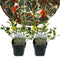 Plant in a Box - Ilex Argentea Marginata - Set van 2 - Groenblijvende tuinplant - kleur uw herfst- en wintertuin - Pot 17cm - Hoogte 25-35cm