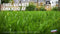 ROUNDUP® Gazon Onkruidvrij 1kg - Bestrijdt blad en wortel - Geschikt voor 50 m2