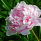 Plant in a Box - Paeonia pioen 'Sarah Bernhardt' - Set van 2 - Pioenen - Bloemknollen - Zomerbloeiers - Tuinbloemen - Roze