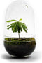 Growing Concepts DIY Duurzaam Ecosysteem Egg Large - Planten - Biophytum Sensitivum - H30xØ18cm