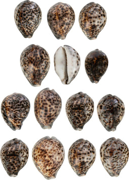 J-Line set vaan 14 tijgerschelpen Schelp - naturel