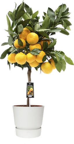 Citrus Satsuma in ELHO outdoor sierpot Greenville Rond (wit) ↨ 85cm - hoge kwaliteit planten