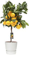Citrus Satsuma in ELHO outdoor sierpot Greenville Rond (wit) ↨ 85cm - hoge kwaliteit planten