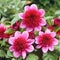 Plant in a Box - Dahlia 'Blue Bayou' - set van 3 - zomerbloeiers - dahliaknollen - tuinbloemen - Rood/Paars