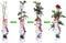 Plant in a Box - Rosa Crazy in love 'Red' - set van 2 Klimplanten - Klimroos met rode bladeren - Pot 15cm - Hoogte 60-70cm