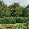 vidaXL - Draadgaashek - met - flens - 1,8x25 - m - groen