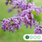 Gewone Judasboom | Cercis canadensis 6-8 cm 160-180 cm| Bomenbezorgd.nl