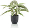 Emerald Kunstplant Calathea - H 38 cm