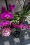 Capi Europe - Vaas bol Groove Colours - 12x10 - Paars - Opening Ø8.5 - Bloempot voor binnen - 5 jaar garantie - BGVP109
