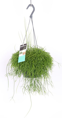 Goed & Groen - Rhipsalis Cassutha - ↨ 40cm - Potmaat 17 - Exclusieve Kwaliteit Planten - Kamer Plant - Kamerplanten - Sfeer - Interieur