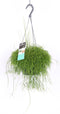 Goed & Groen - Rhipsalis Cassutha - ↨ 40cm - Potmaat 17 - Exclusieve Kwaliteit Planten - Kamer Plant - Kamerplanten - Sfeer - Interieur