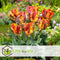 Plant in a Box - Tulipa Rasta Parrot - Tulpenbollen x20 - Bloembollen voor Tuin, Terras of Balkon