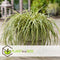 Plant in a Box - Carex hachijoensis 'Evergold' - Set van 3 - Winterhard siergras groenblijvend - Pot 14cm - Hoogte 25-35cm