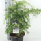 Cedrus deodara 'Golden Horizon'; Totale hoogte 55+cm incl. Ø23cm pot | Himalajaceder | Zeer decoratief en wintergroen