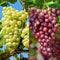 Plant in a Box - Wijnmix - Vitis ‘Himrod’ en ‘Vanessa’ - Set van 2 - ⌀21cm - Hoogte 60-75cm