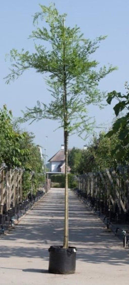 Honingboom | Sophora japonica 18-20 cm | Bomenbezorgd.nl