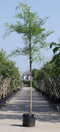 Honingboom | Sophora japonica 18-20 cm | Bomenbezorgd.nl