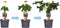 Plant in a Box - Jatropha Podagrica - Set van 2 - Bloeiende Tropische Kamerplanten - Pot 13cm - Hoogte 25-45cm