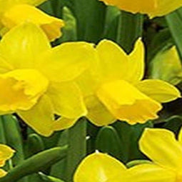 3 stuks - JUB - Narcissus Tete-a-Tete 20 bollen