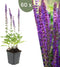 Plants by Frank | 60 Salie planten | Salvia nemorosa 'Ostfriesland' | Winterharde bodembedekker planten | tuinplanten | Winterharde vaste planten meerjarig | Winterharde tuinplanten