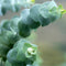 Plant in a Box - Eucalyptus pulverulenta 'Baby Blue' - Eucalyptusstruik - Tuinplant - Pot 19cm - Hoogte 40-45cm