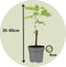 Plant in a Box - Mix van 3 Druivenplanten - Vitis Vinifera - Druif - Pot 9cm - Hoogte 25-40cm
