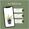 Plants by Frank | 24 Struikkamperfoelie planten | Lonicera nitida 'Maigrün' | Winterharde bodembedekker planten | tuinplanten | Winterharde vaste planten meerjarig | Winterharde tuinplanten