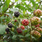 Plant in a Box - Rubus fruticosus 'Thornfree' - Set van 4 - Braam - Doornloze zwarte braam - Fruitplanten - Struik - ⌀15cm - Hoogte 50-60cm