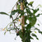 Plant in a Box - Trachelospermum jasminoides 'Pink Showers' - Jasmijn XL - Winterharde klimplant - Pot 17cm - Hoogte 110-120cm
