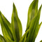 Decorum Duo 2 x Dracaena Sandriana gold met Anna grey