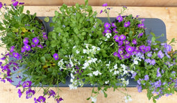 Randjesbloem Aubrieta 6 potjes in tray kleur wit/paars