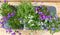 Randjesbloem Aubrieta 6 potjes in tray kleur wit/paars