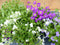 Randjesbloem Aubrieta 6 potjes in tray kleur wit/paars