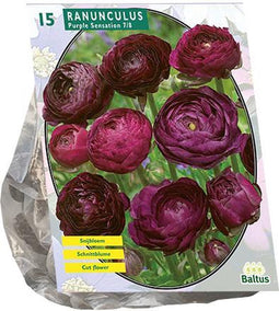 Ranonkel Purple Sensation per 15