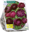 Ranonkel Purple Sensation per 15