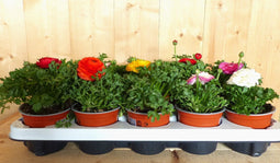 Ranonkels 10 stuks in tray mix kleuren