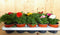 Ranonkels 10 stuks in tray mix kleuren