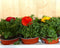 Ranonkels 10 stuks in tray mix kleuren