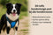 Flamingo Balou - Harnas hond - Anti trek - Maat M A:32-56cm B:50-65cm - Blauw