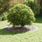 vidaXL - Ge - galvaniseerde - Plantenbak - Ge - galvaniseerd - Ge - galvaniseerd - staal