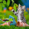 Ravensburger puzzel katten - 3x49 stukjes - kinderpuzzel