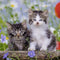 Ravensburger puzzel katten - 3x49 stukjes - kinderpuzzel